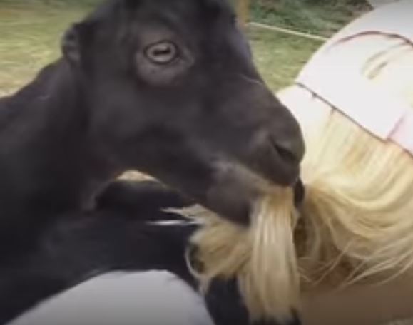 People Have Called Him The ‘Most Annoying Goat In…