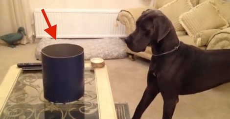 Dog Saw A Cylinder Shaped Box On The Table.…