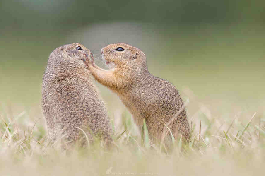 These Fun Photos Of Squirrels Make Me Forget The…