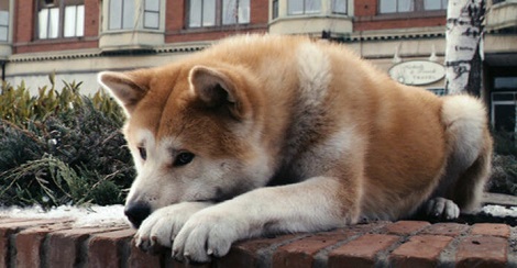 For 10 Years This Dog Waited For His Human,…