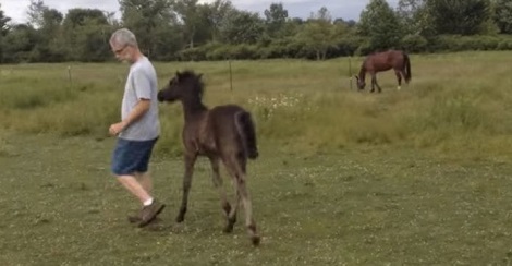 Female Pony Starts Chasing A Man. When I Learned…