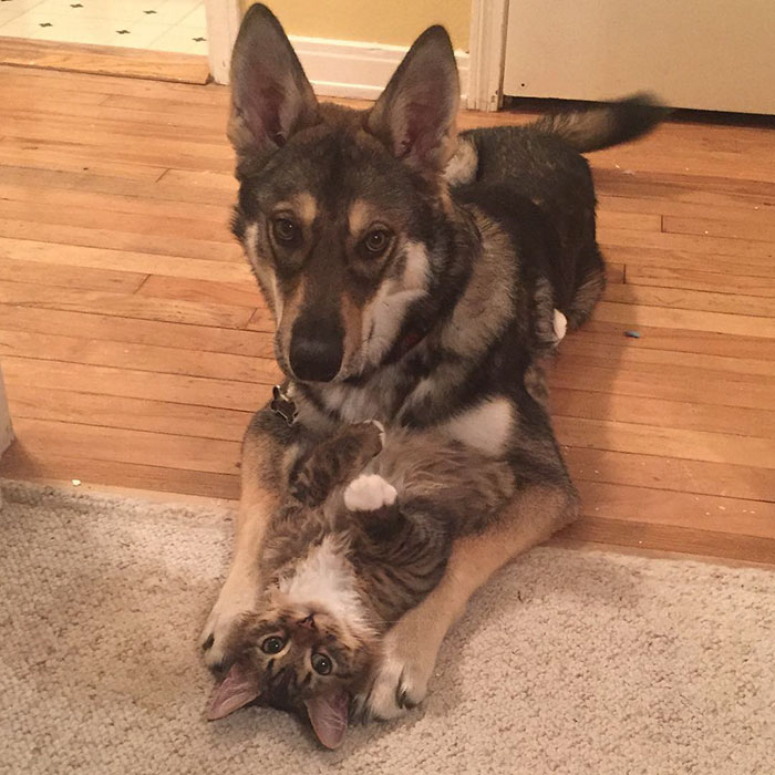 This Dog And Her Kitty BFF Is #FriendshipGoals!!!