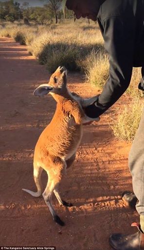 The Kangaroo Sanctuary Alice Springs/Facebook