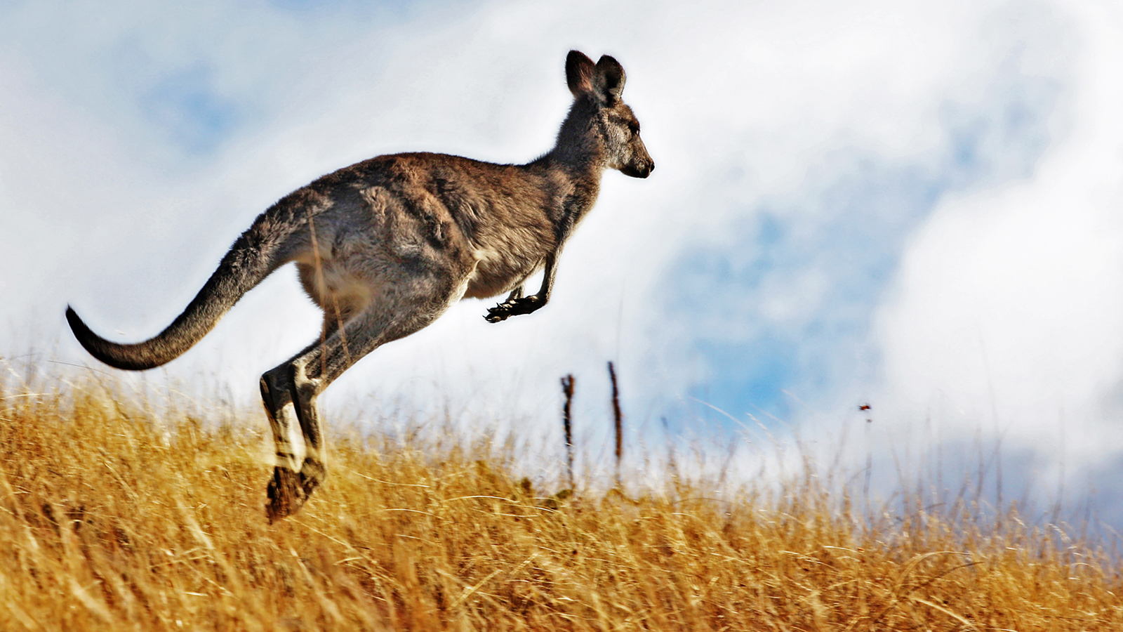 This Clingy Kangaroo Doesn’t Want To Let Go Of…