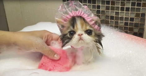 Tiny Kitten Is Taking A Bath… And She’s Going…