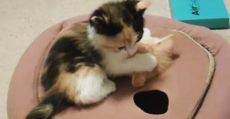 Tiny Kitten Discovered A New Toy. Now Watch How…