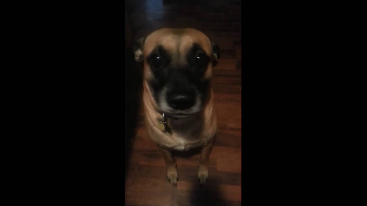 Tank The Dog Ate All Of His Human’s Lip…