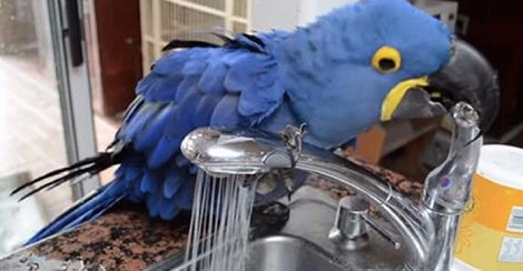 Her Bird Flew To The Kitchen Sink And Opened…