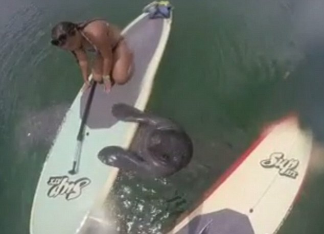 Woman Gets Sweet Surprise From A Manatee. What An Adorable Way To Say ‘Hello’!