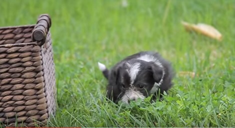 When You See How These Rescue Puppies Play Outside…