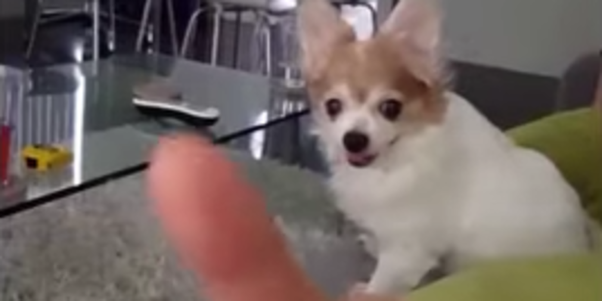 This Pooch Has The Most Hilarious Reaction To Getting…