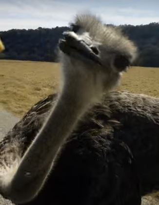 This Ostrich Has Made It Very Clear–He Doesn’t Want Paparazzi Chasing Him! R.I.P. Guy’s Phone.