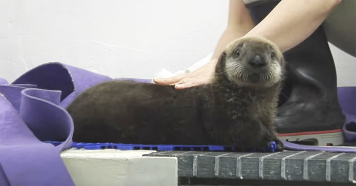 Baby Otter Realizes He’s Being Watched During Grooming Session.…