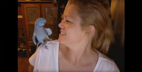 Cute Parrot Learns To Play Peek-A-Boo And It’s The…