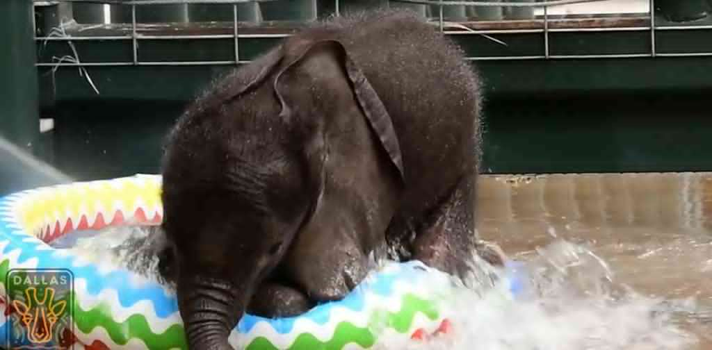 Look! Baby Elephant Had So Much Fun On His First Pool Experience!