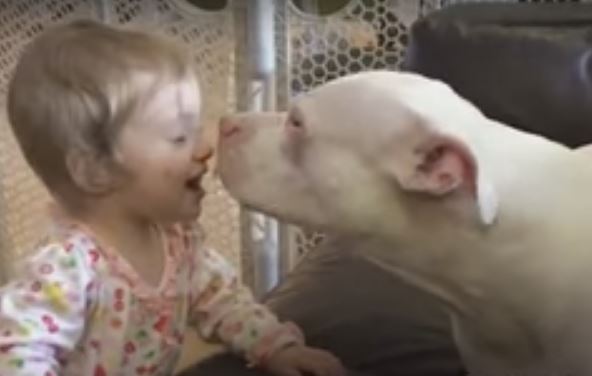 This Pit Bull And His Deaf Baby Human Have Their Own Way Of Understanding Each Other. This Is Overflowing With Cuteness I Can’t Even!