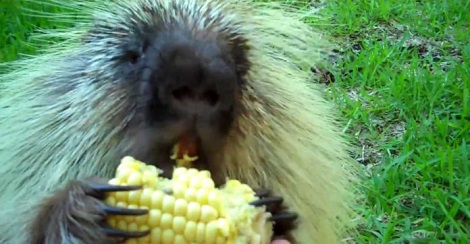 They Gave This Porcupine Some Corn. Now Turn Up The Volume To Hear “My Precious!”