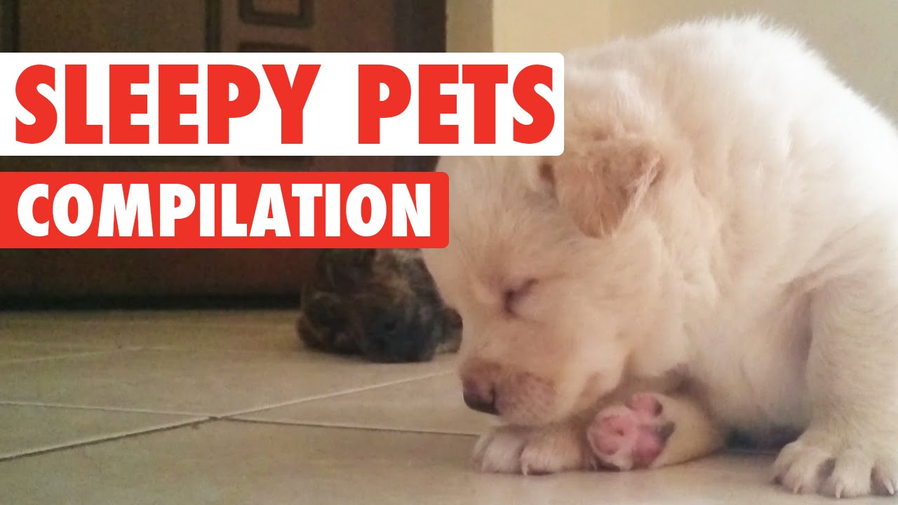 These Pets Are The Cutest When They’re Feeling Drowsy.…