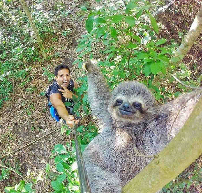 A Guy And A Sloth Star In What Netizens Call ‘The Best Selfie Ever’!