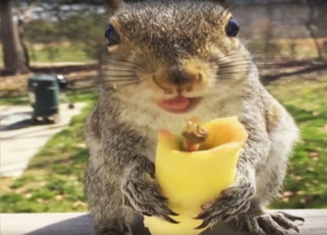 Man Gives Squirrel An Apple… Now Increase The Volume To Hear The Cutest Part!