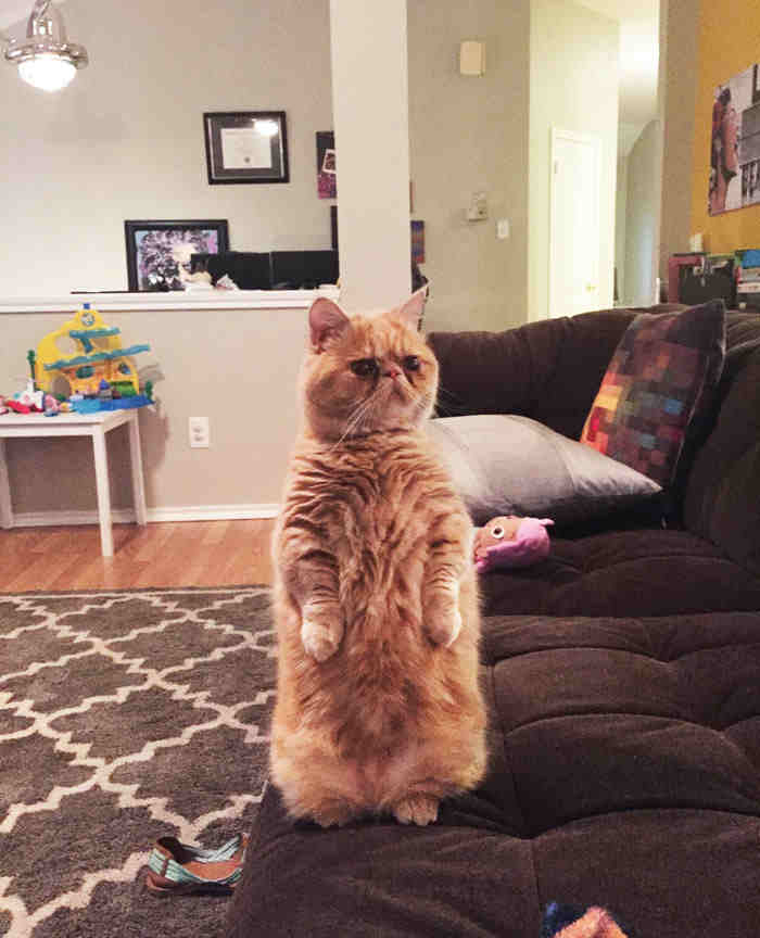 10 INTERESTING Images Of A Cat Whose Talent Is…