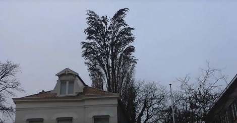 Keep An Eye On This Tree Because 18 Seconds Later, You’ll Be Speechless! WOW!