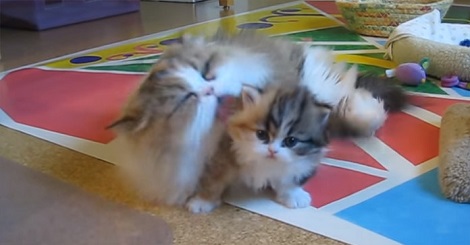 Mama Cat Got Hold Of Her Kitten. What She…