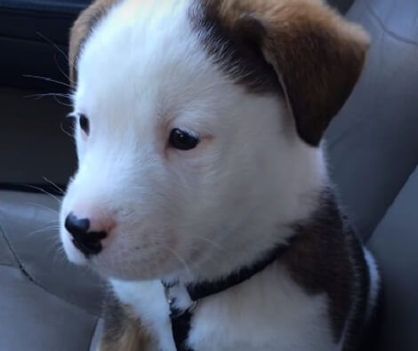 Adorable Puppy Gets Hiccups For The First Time. His…