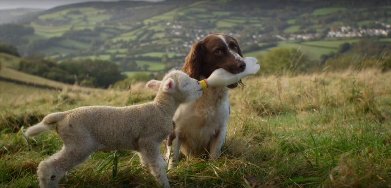 Adorable Dog Becomes A Volunteer. Feeds Orphaned Lamb Everyday!