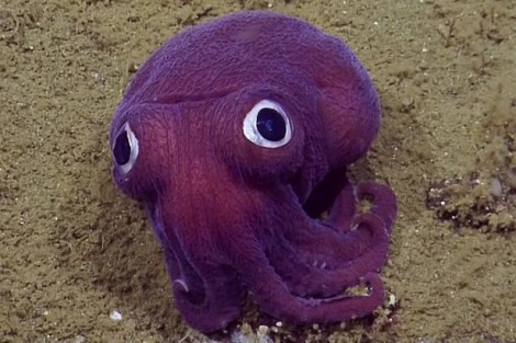 Biologists Find Strange Googly-Eyed Creature Under The Sea… And…