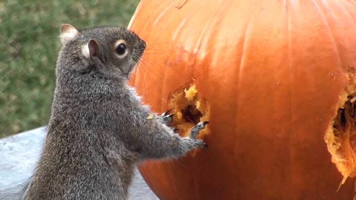 They Placed A Pumpkin In Front Of A Squirrel. What Happens Next? Wowwie!