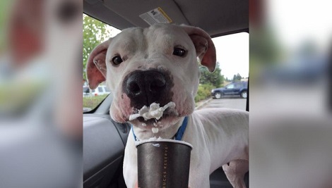 This Shelter Has Come Up With A Delicious Way…