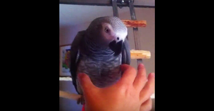 The Sound This Parrot Makes When Someone Squeezes Her…