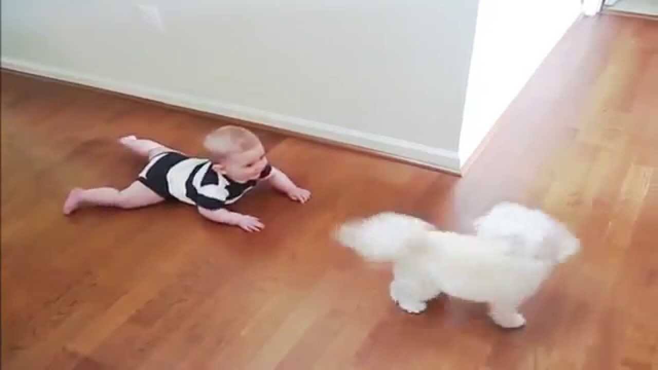 This Baby Is So Amused By His Dog’s Dancing…