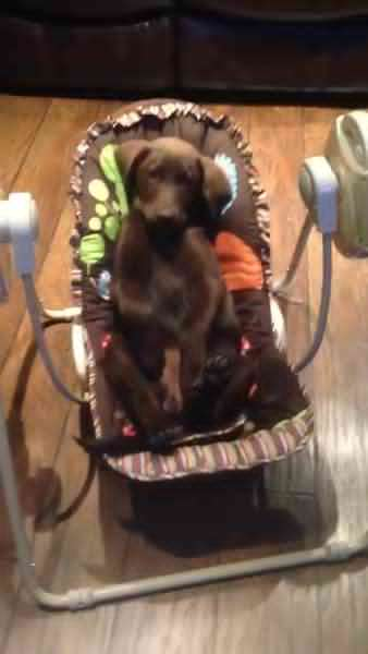 When They Put This Pup In A Baby Swing,…