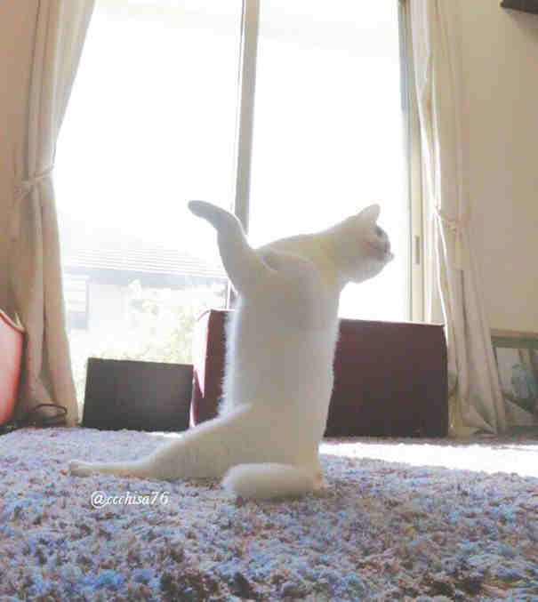 This Cat Be Doing Ballet Like Nobody’s Business. Slay…