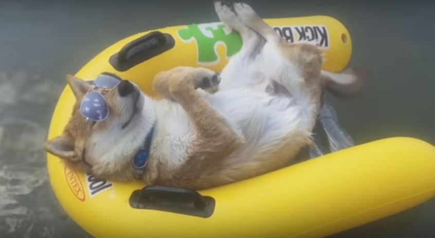 It’s Beach Day For This Gorgeous Shiba Inu And…