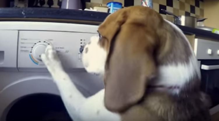 This Beagle Will Teach You How To Do The…