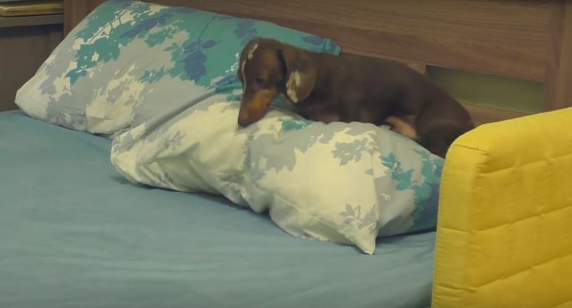 WATCH: This Dog’s Bedtime Routine Is So Weird It’s…