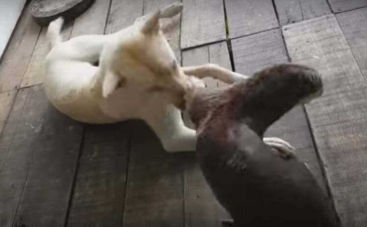 Watching These UNLIKELY BFFs Play Will Absolutely Warm Your…