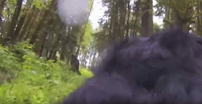 I Think This Dog Just Captured BigFoot On GoPro…