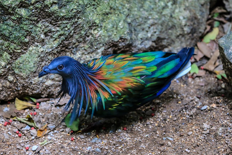 This Bird Species Probably Has The Most Beautiful Feathers In The Whole Of Animalandia! Gorgeous!