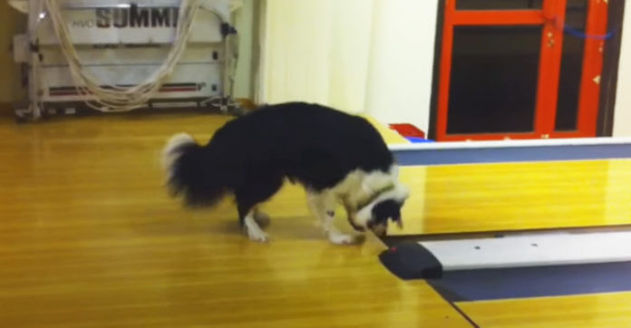 Dog Was Busy Sniffing A Bowling Alley, But When…