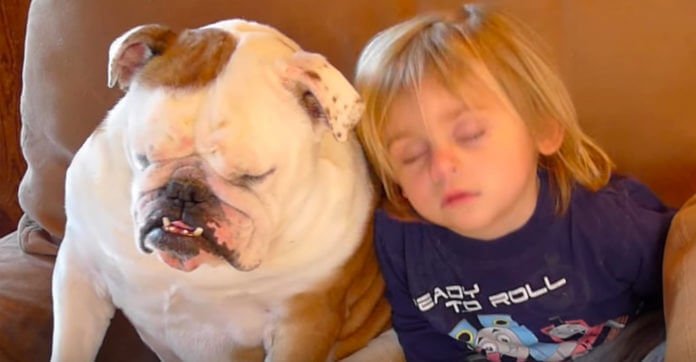 Her Son And Bulldog Were Watching The TV, But Seconds Later They Started Nodding Off!