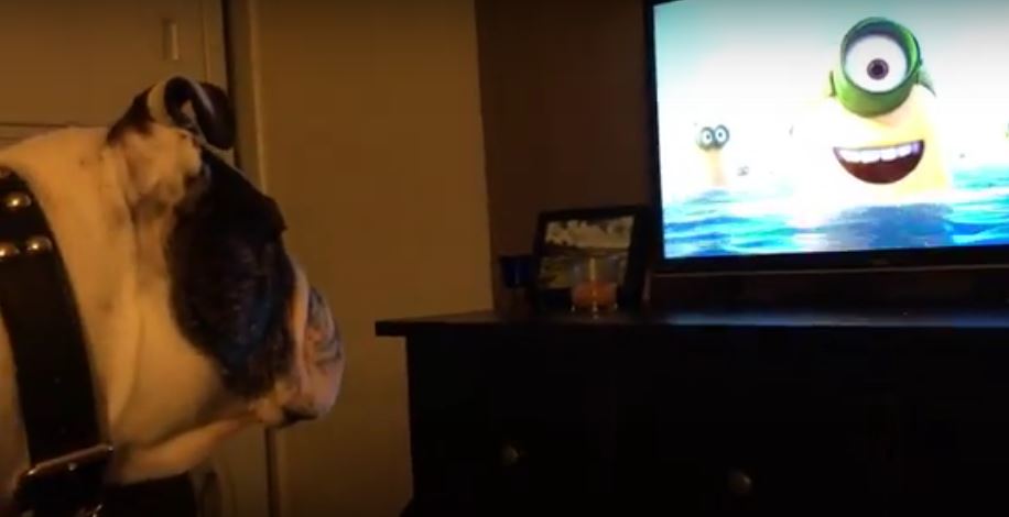 Pudgy Bulldog Is So Into Watching A Minions Flick…