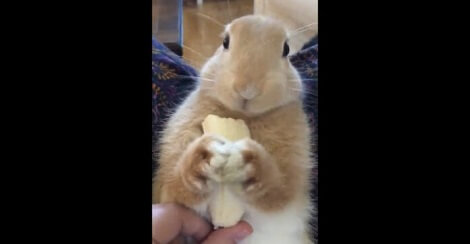 Bunny Eats A Banana For The First Time… The…