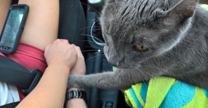 Cat Holds His Human’s Hand On His Final Ride…