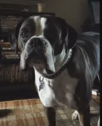 Rescue Dog Wants His Dinner Served NOW. The Way…