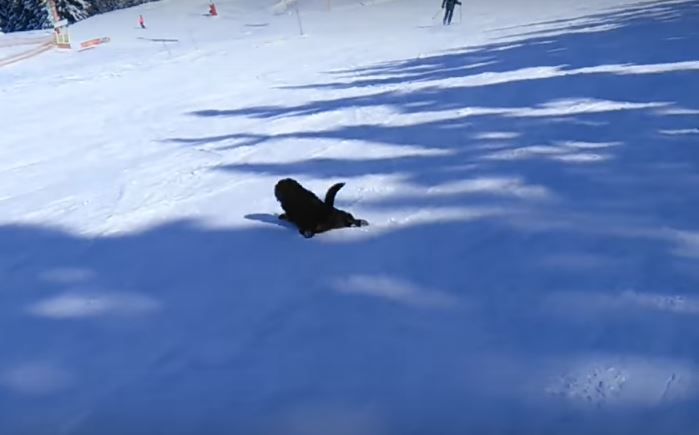 This Labrador’s Epic Ski Slide Is Too Hard To…