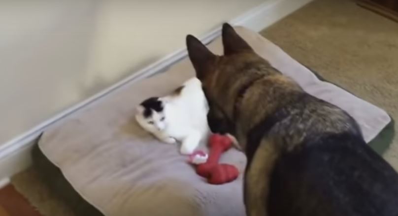 This German Shepherd Finds A Kitty In Her Bed.…